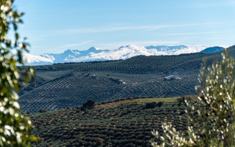 Un mar de olivos con Sierra Nevada como telón de fondo